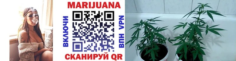 Шишки марихуана LSD WEED  купить   Сураж 